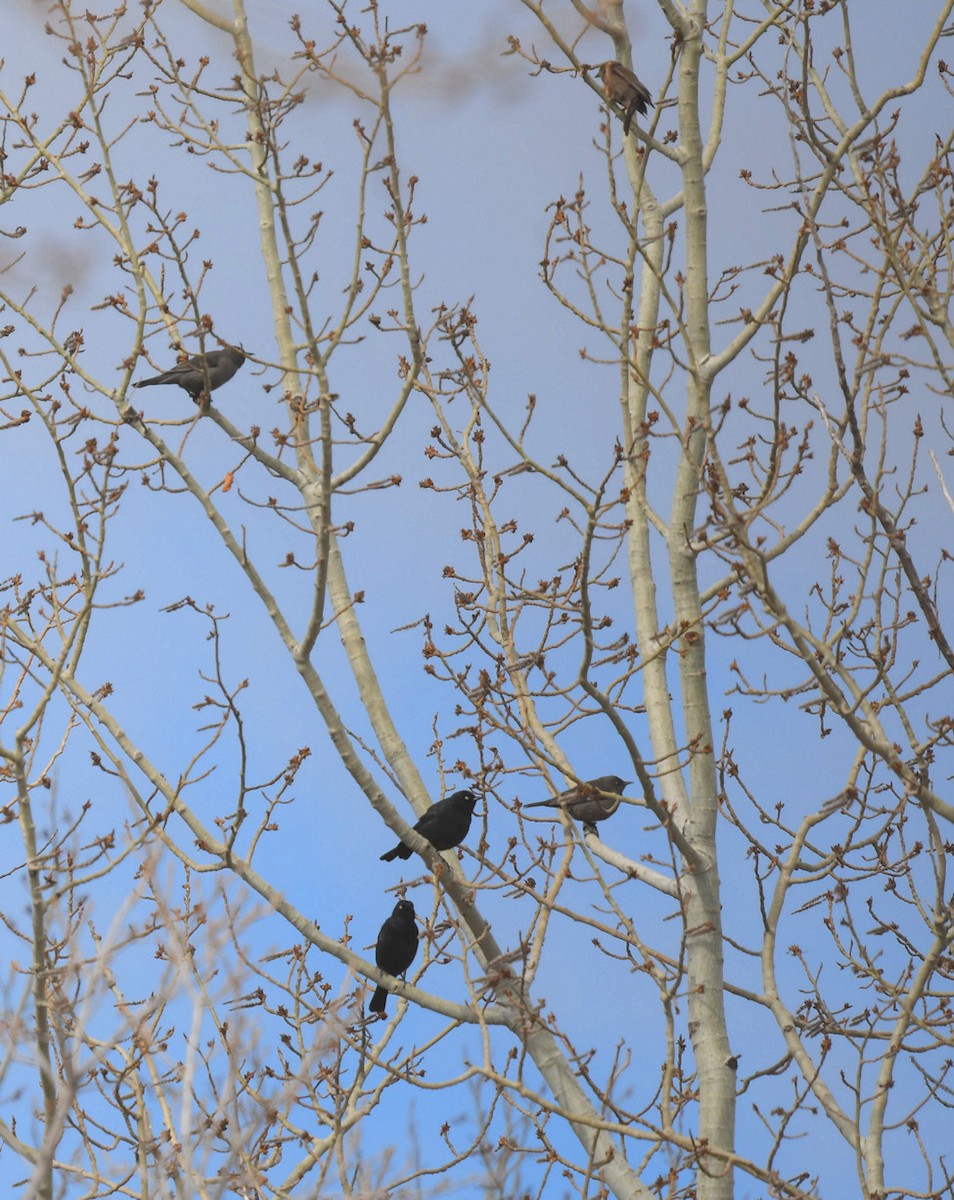 Rusty Blackbird - ML333846411