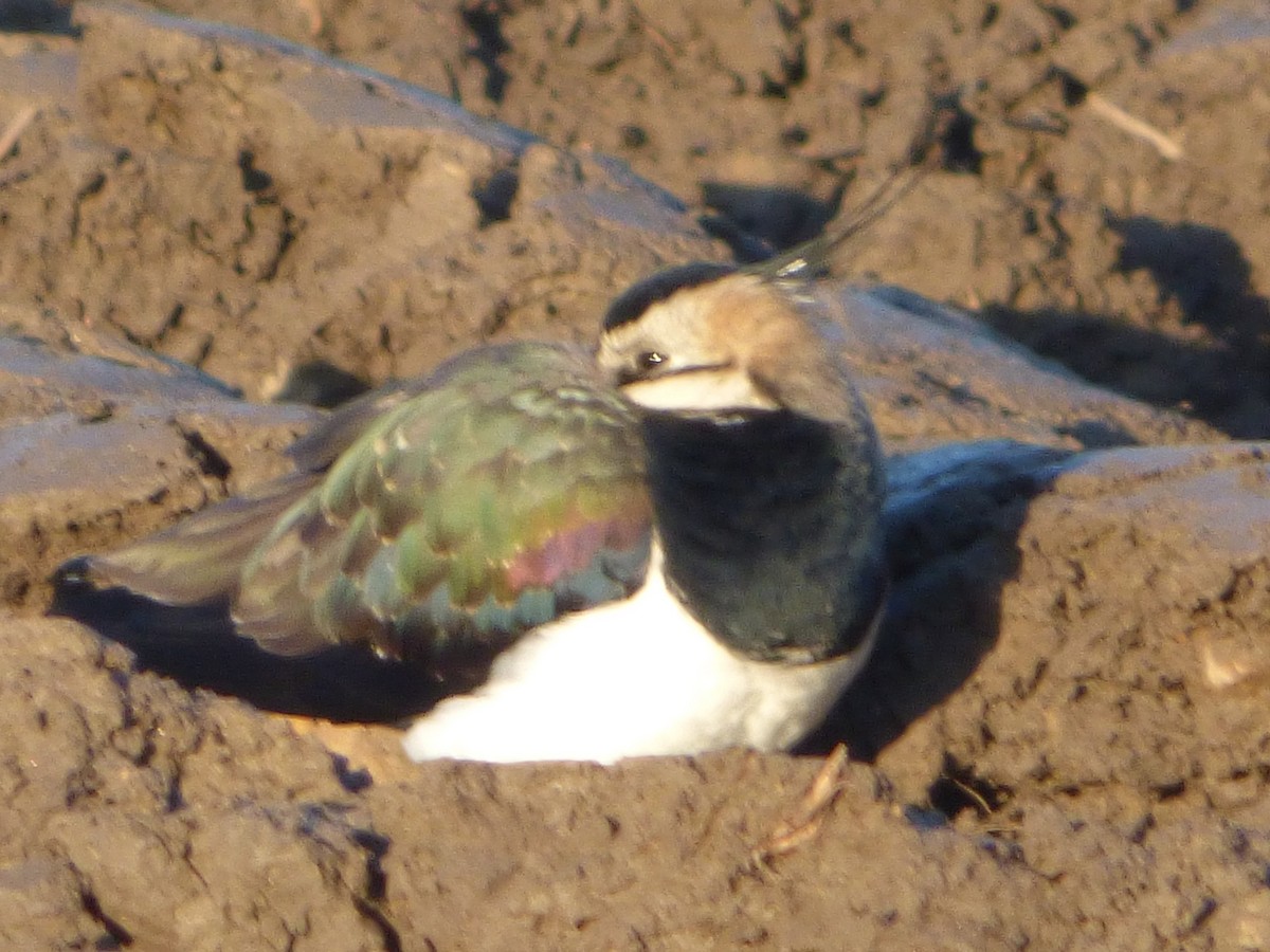 Northern Lapwing - Tony Crilley