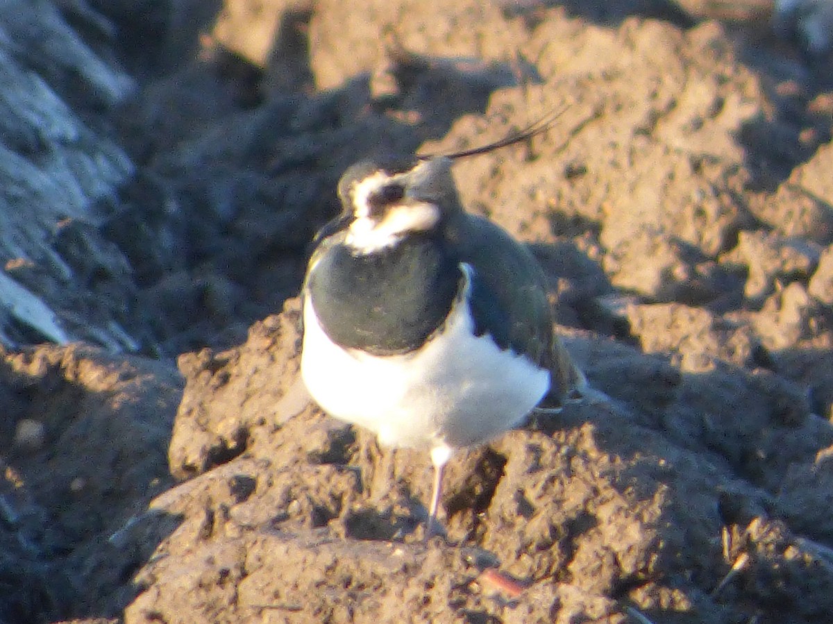 Northern Lapwing - Tony Crilley