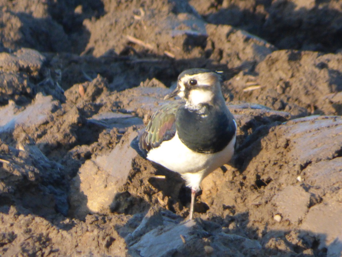 Northern Lapwing - Tony Crilley