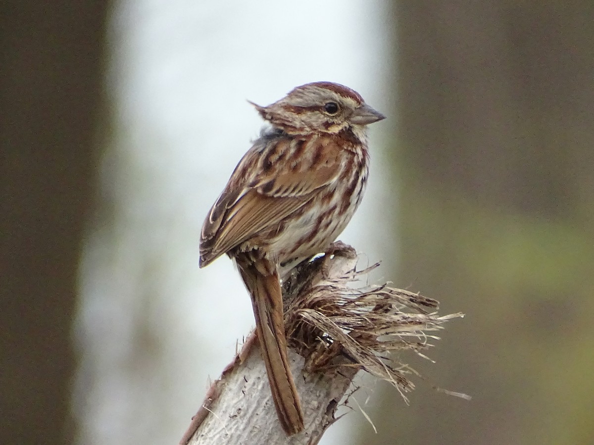 Song Sparrow - ML333849201