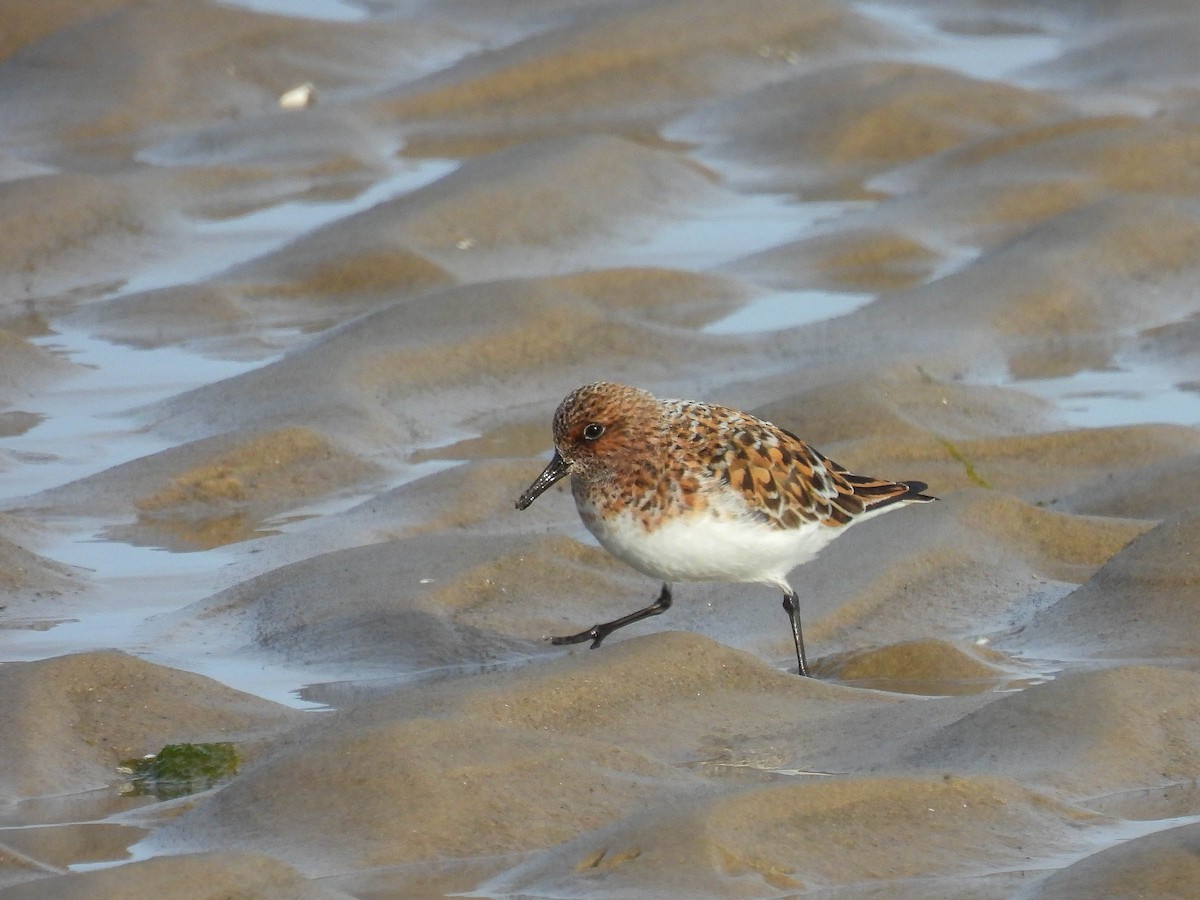 Sanderling - Colin Leslie