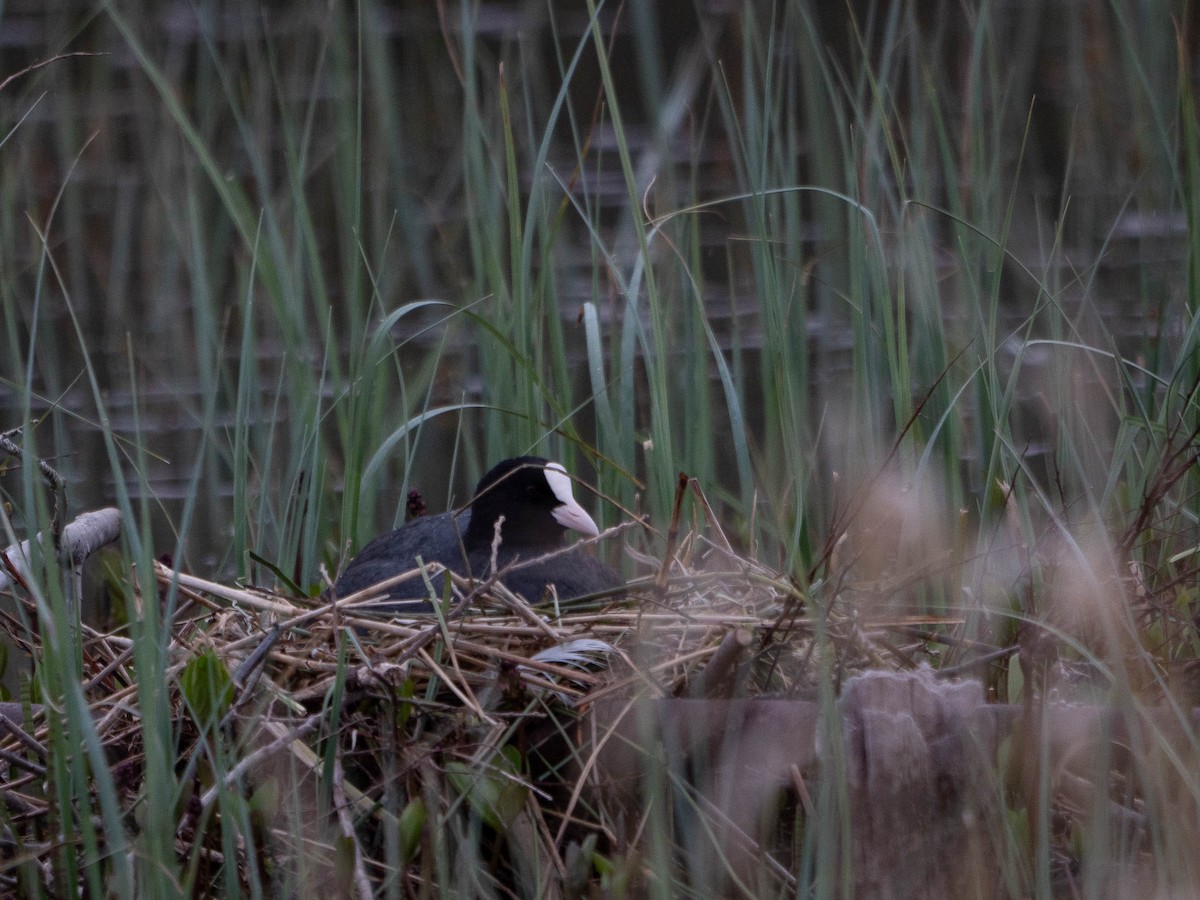 Eurasian Coot - ML333851621