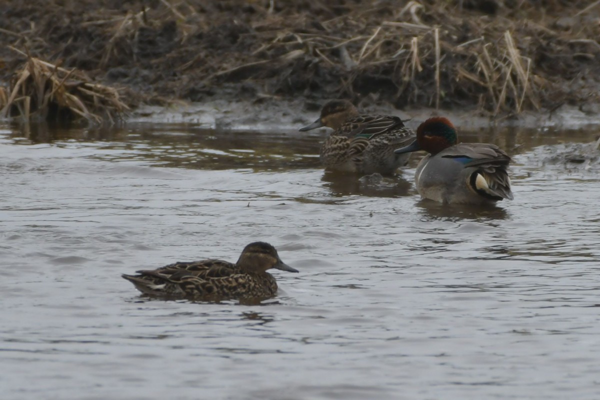 Green-winged Teal - ML333853551