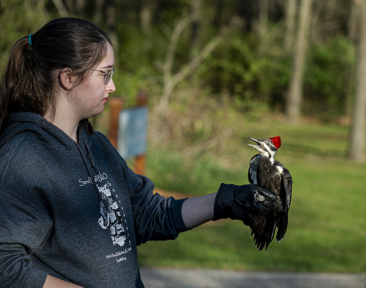 Pileated Woodpecker - ML333853931