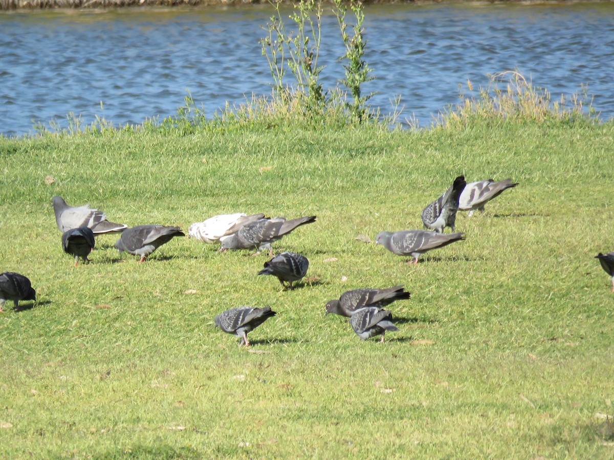 Rock Pigeon (Feral Pigeon) - ML333854551