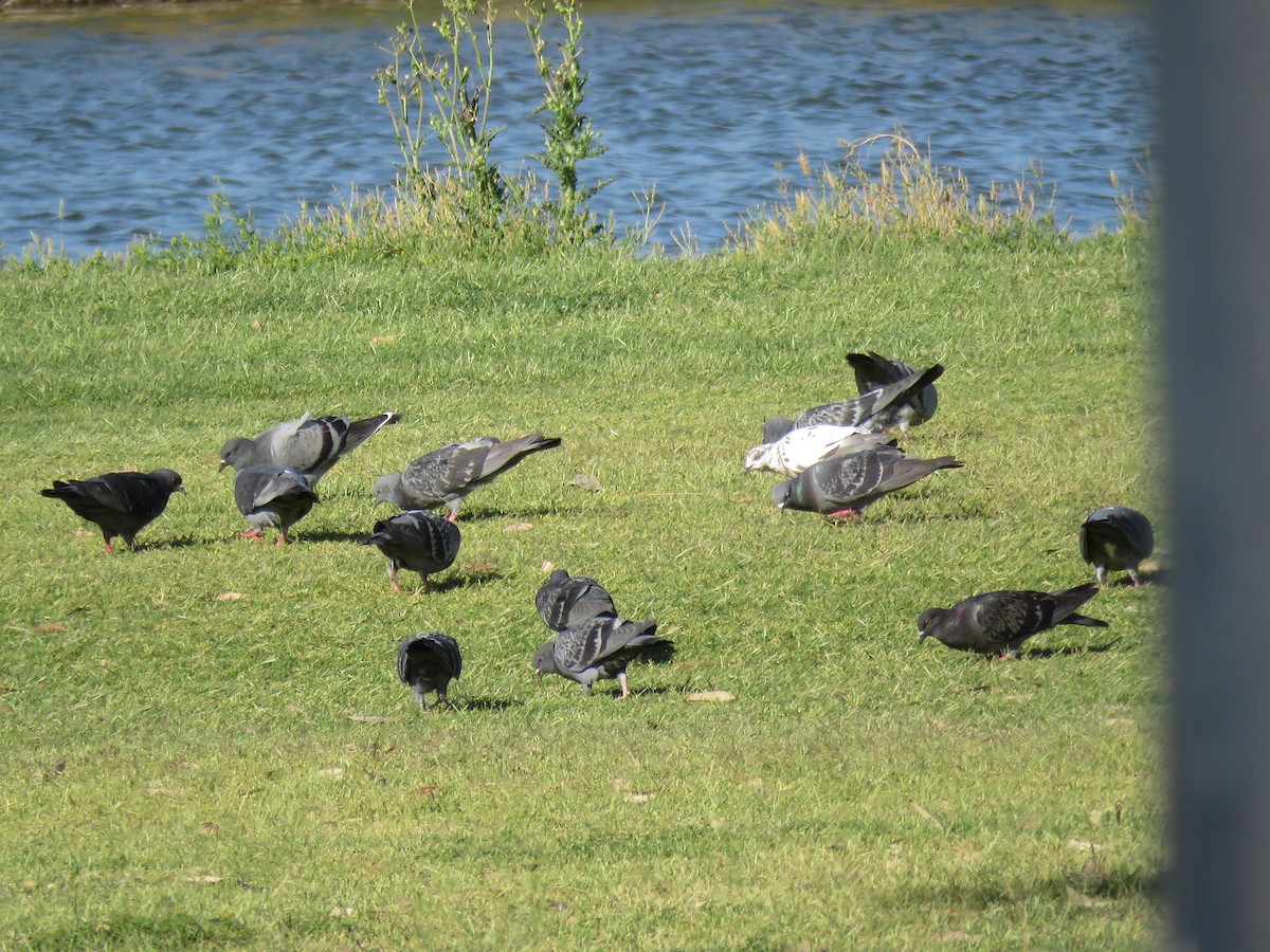 Rock Pigeon (Feral Pigeon) - ML333854561