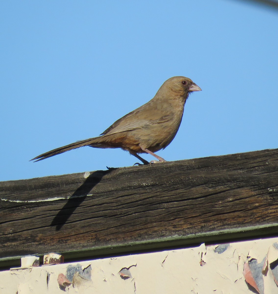 Abert's Towhee - ML333856131