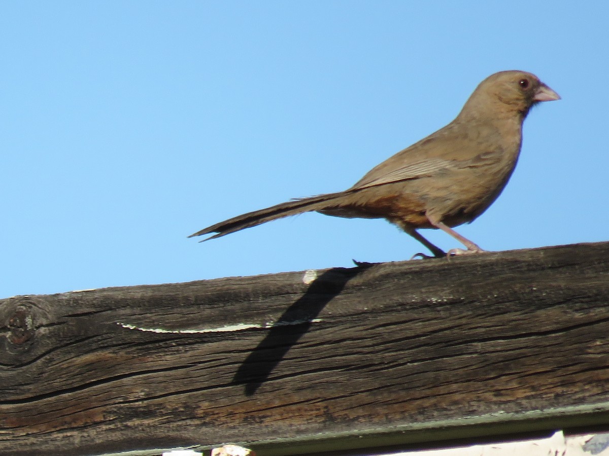 Abert's Towhee - ML333856161