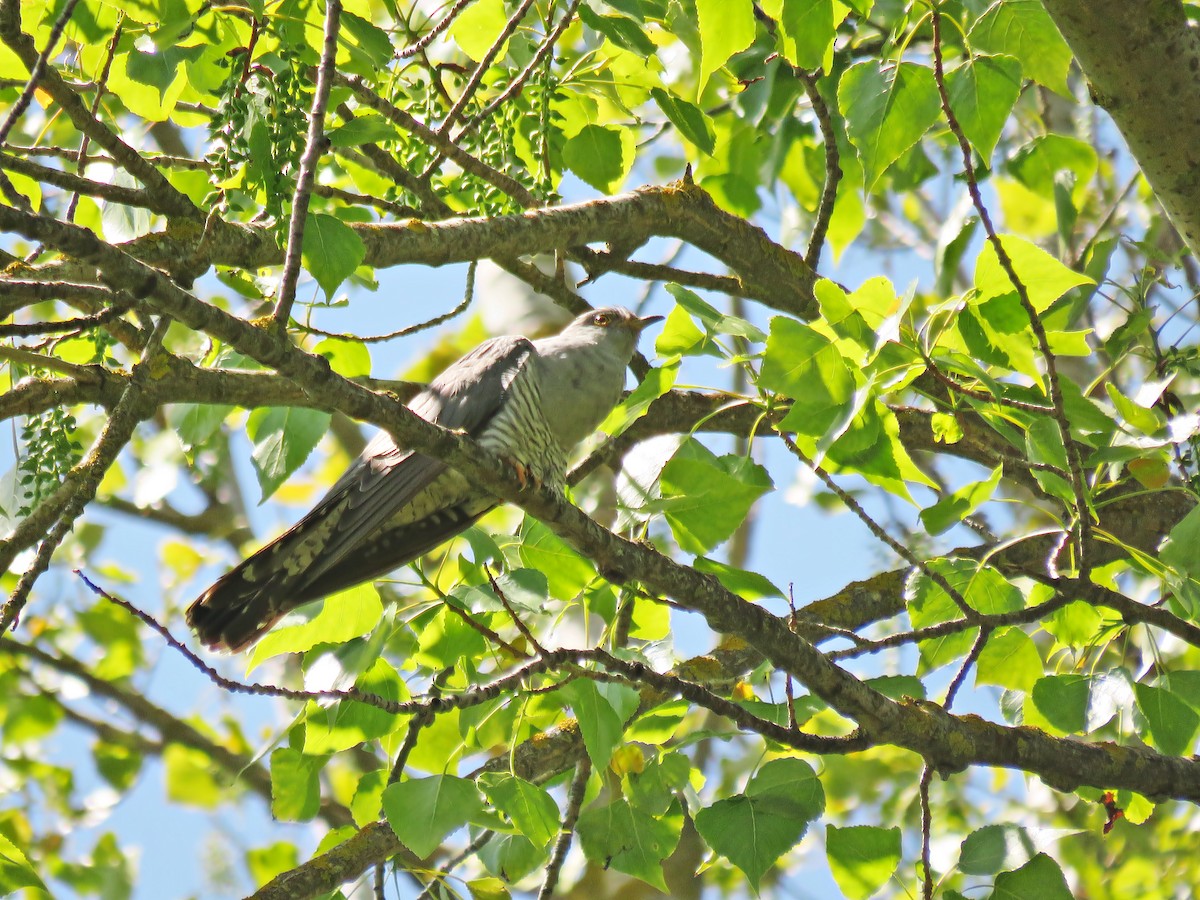 Common Cuckoo - ML333858111