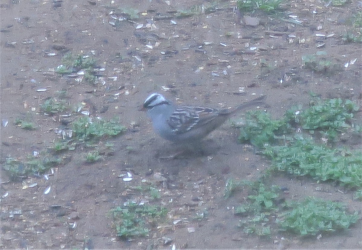 White-crowned Sparrow - ML333860121