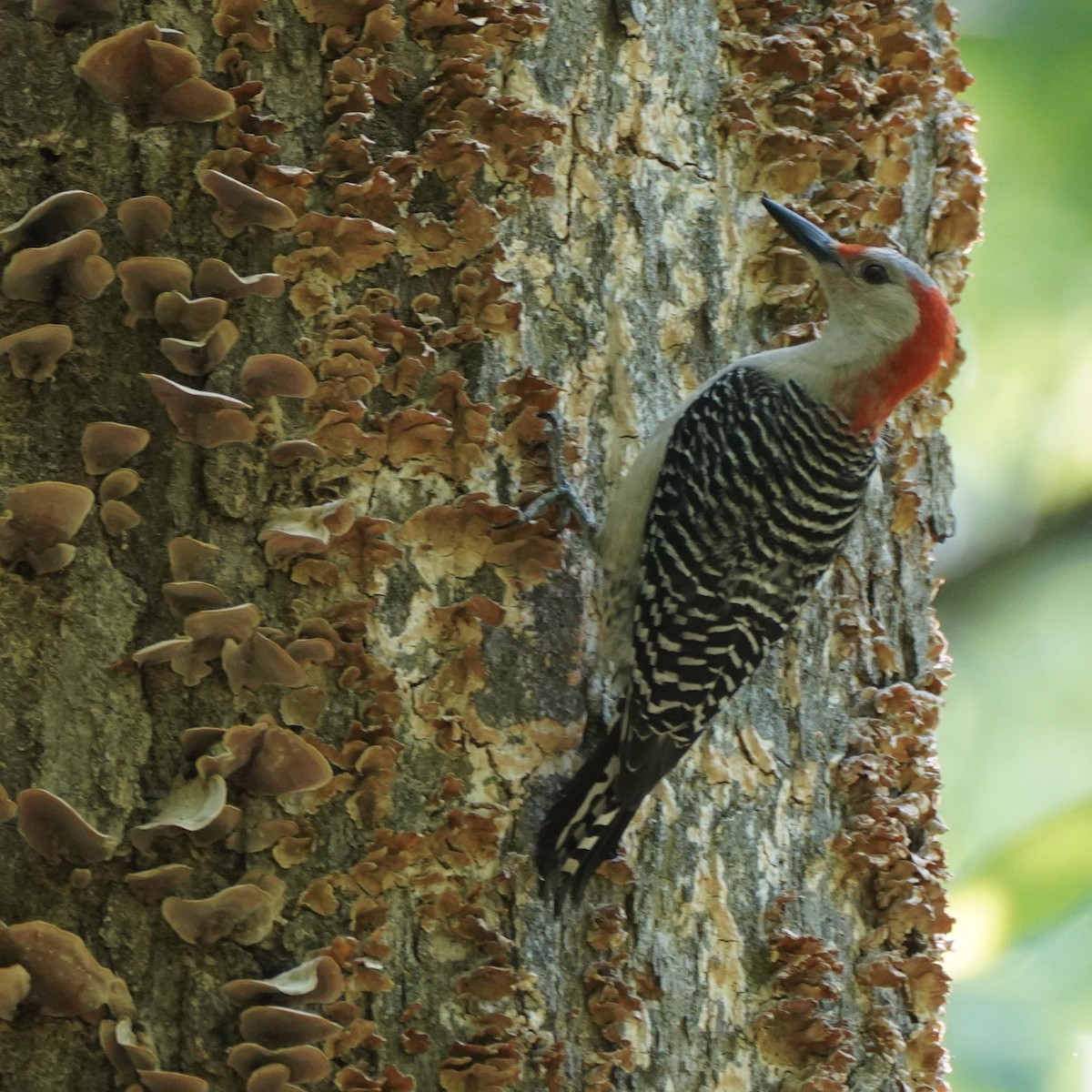 Red-bellied Woodpecker - ML333861291