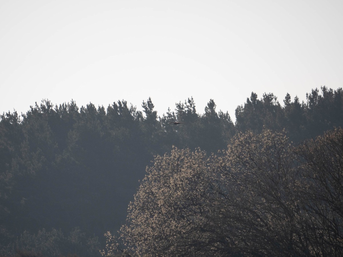 Western Marsh Harrier - Colin Leslie