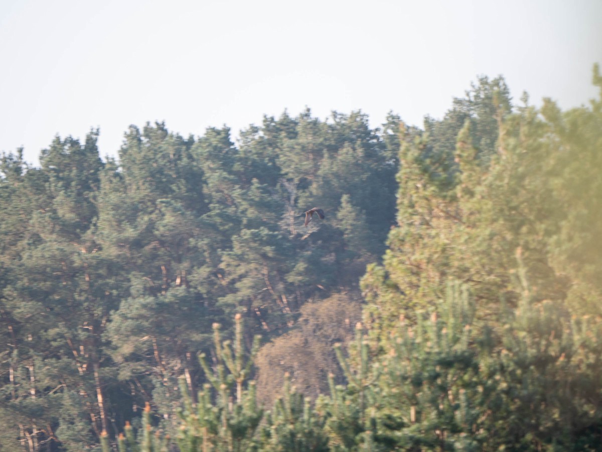 Western Marsh Harrier - Colin Leslie