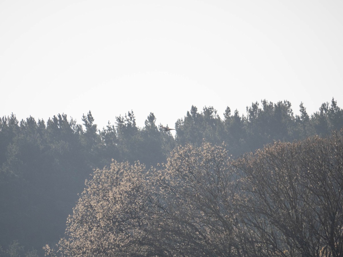 Western Marsh Harrier - ML333862731