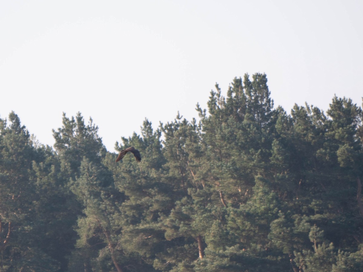 Western Marsh Harrier - ML333862751