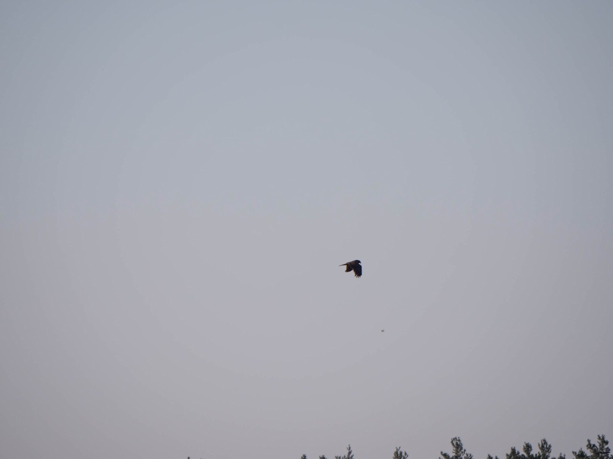 Western Marsh Harrier - Colin Leslie