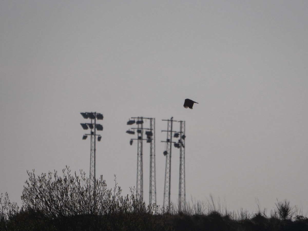 Western Marsh Harrier - ML333862791