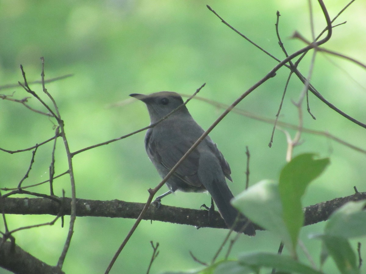 Gray Catbird - ML333862891