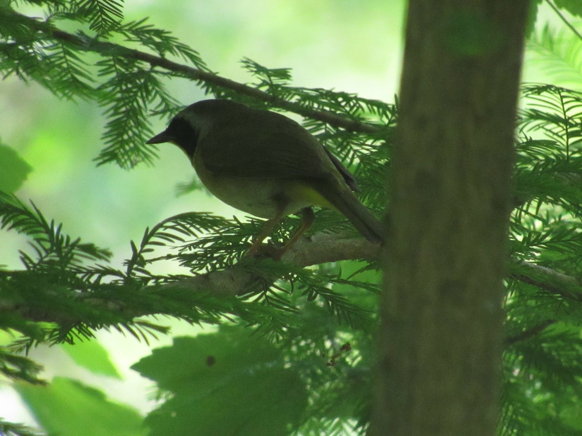 Common Yellowthroat - ML333863211