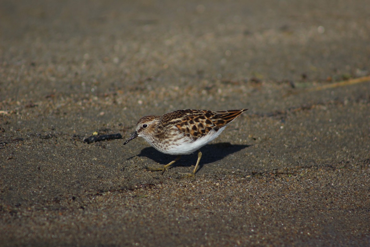 Least Sandpiper - ML333864091