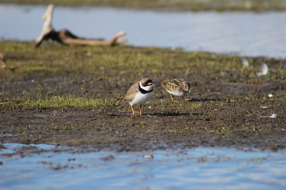 Semipalmated Plover - Stephen Turner