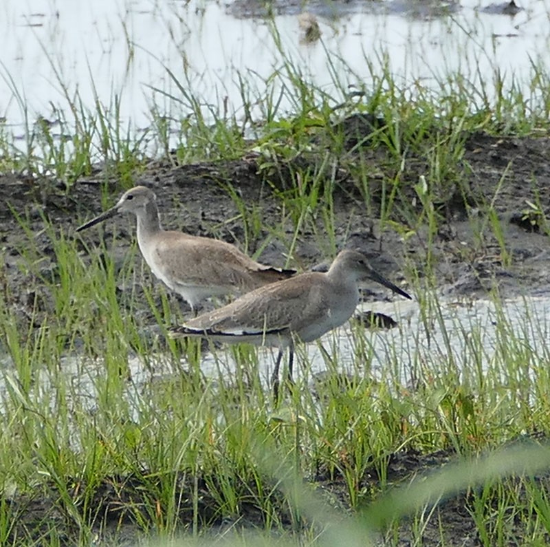 Willet - ML33386471