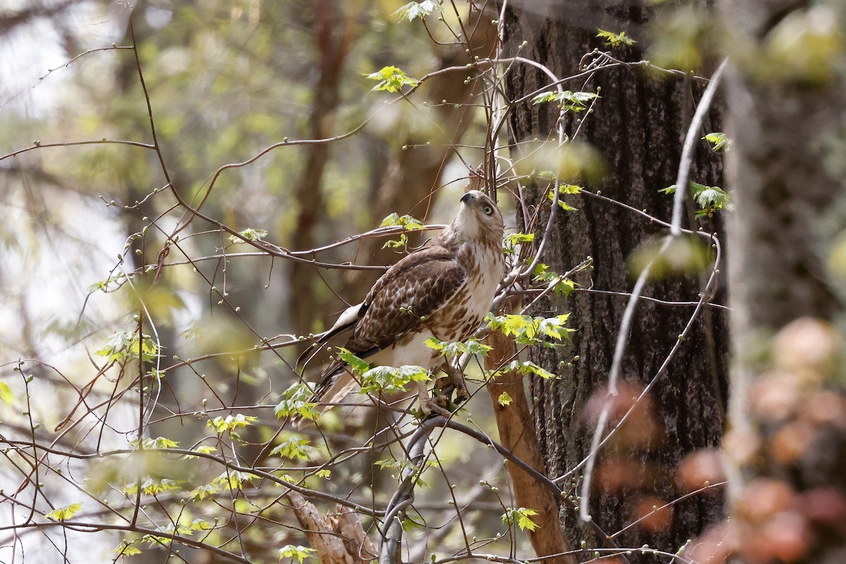 Red-tailed Hawk - Tommy Pedersen