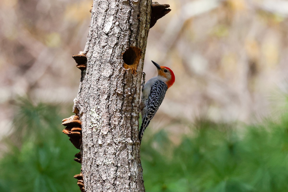 Red-bellied Woodpecker - Tommy Pedersen