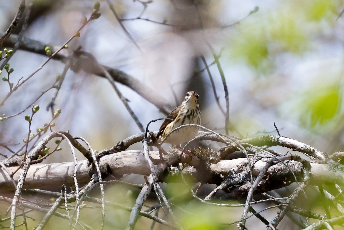 Louisiana Waterthrush - Tommy Pedersen