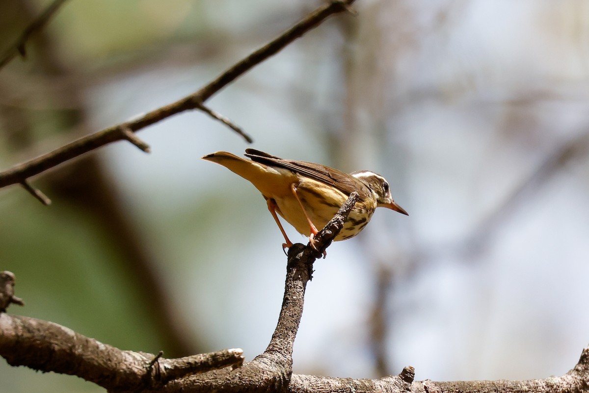 Louisiana Waterthrush - Tommy Pedersen