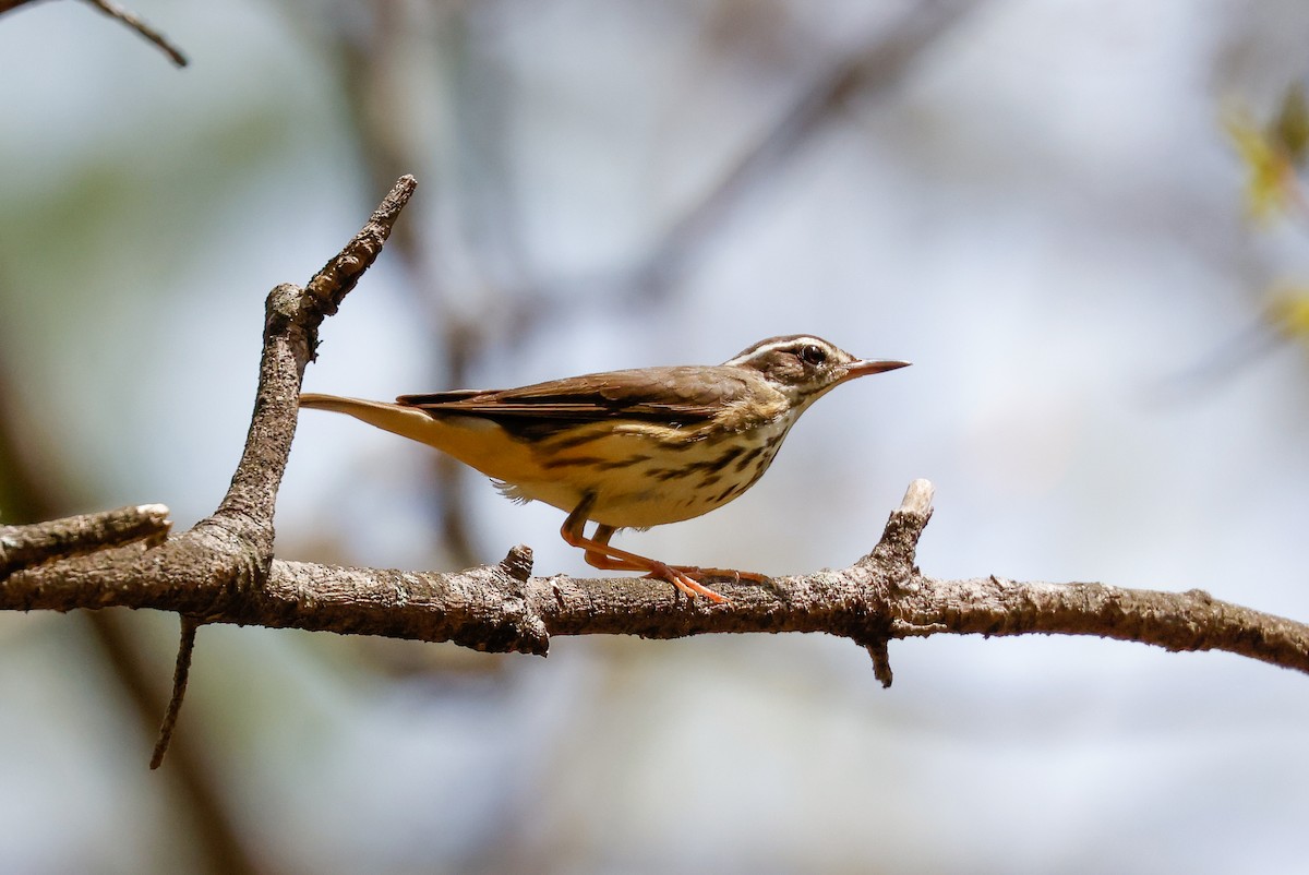 Louisiana Waterthrush - Tommy Pedersen