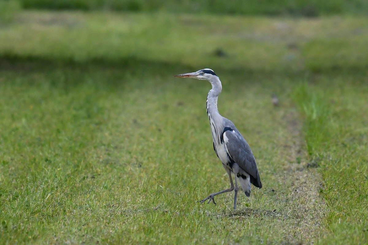 Gray Heron - ML333866531