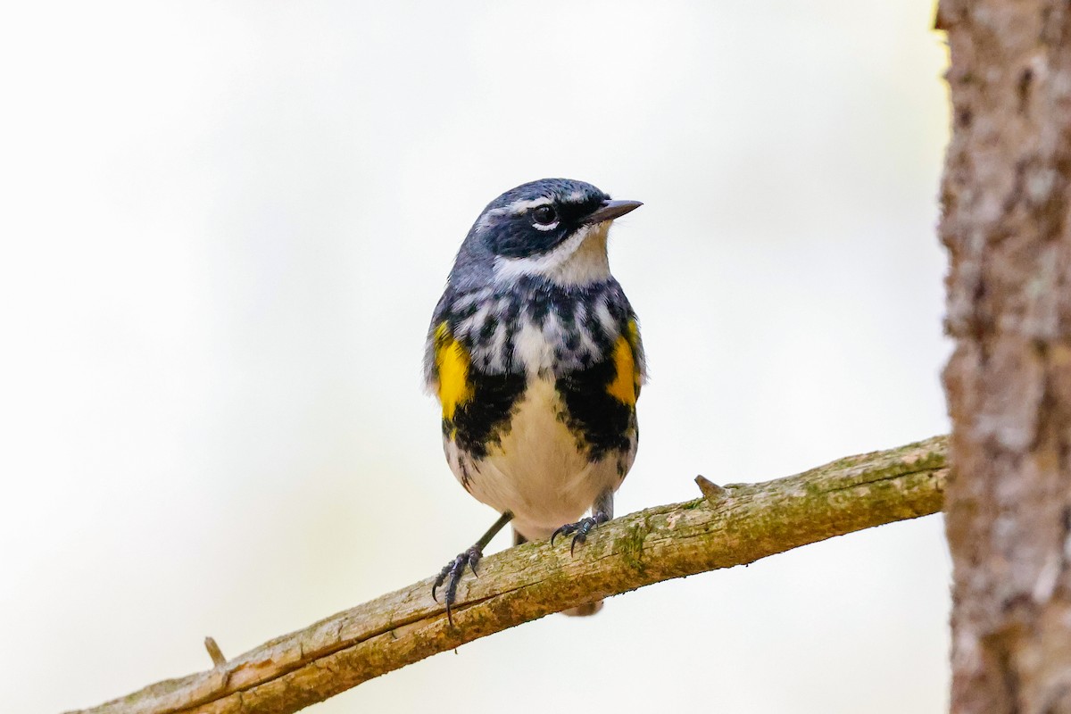 Yellow-rumped Warbler (Myrtle) - Tommy Pedersen