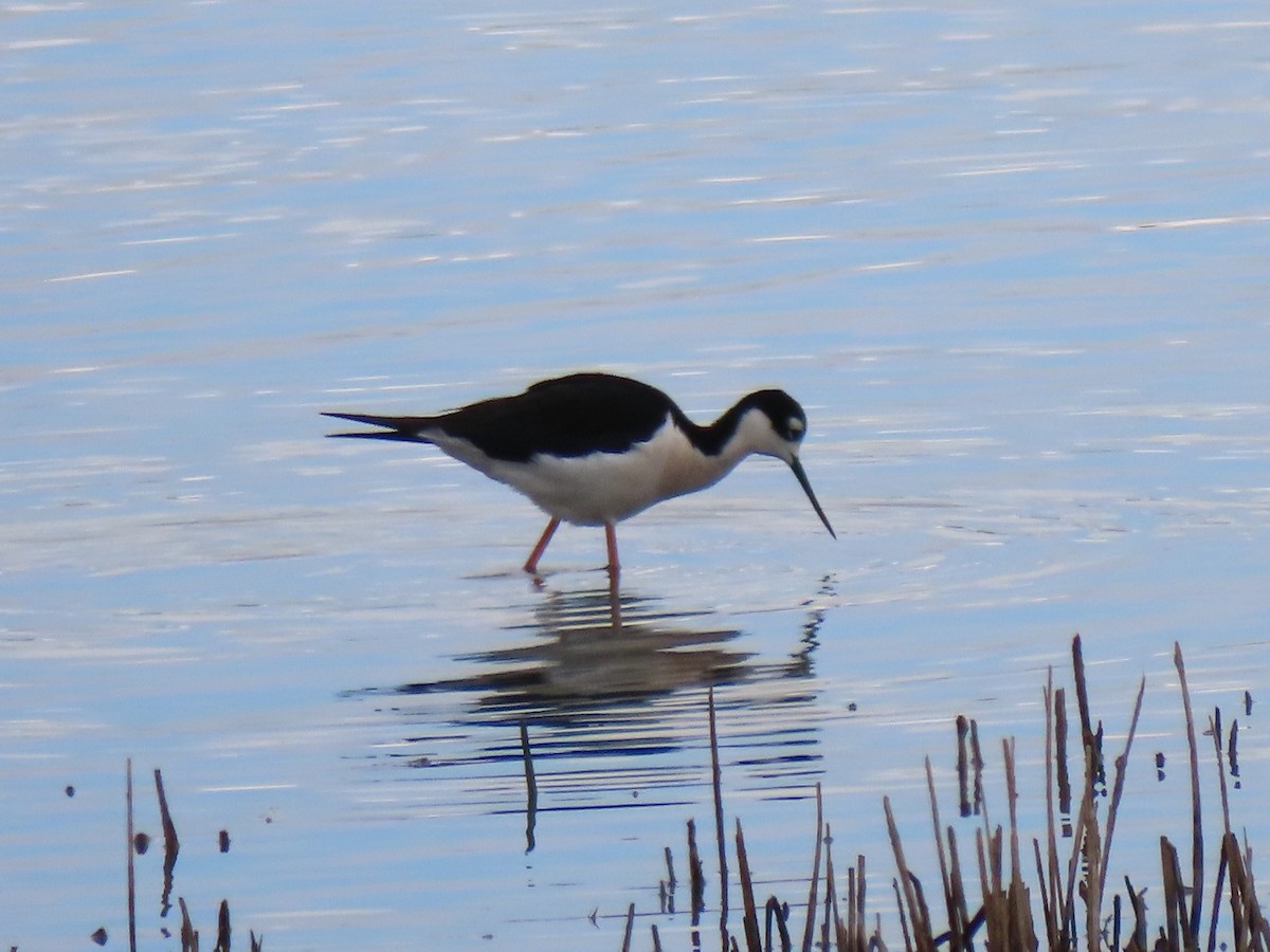 Black-necked Stilt (Black-necked) - ML333867061