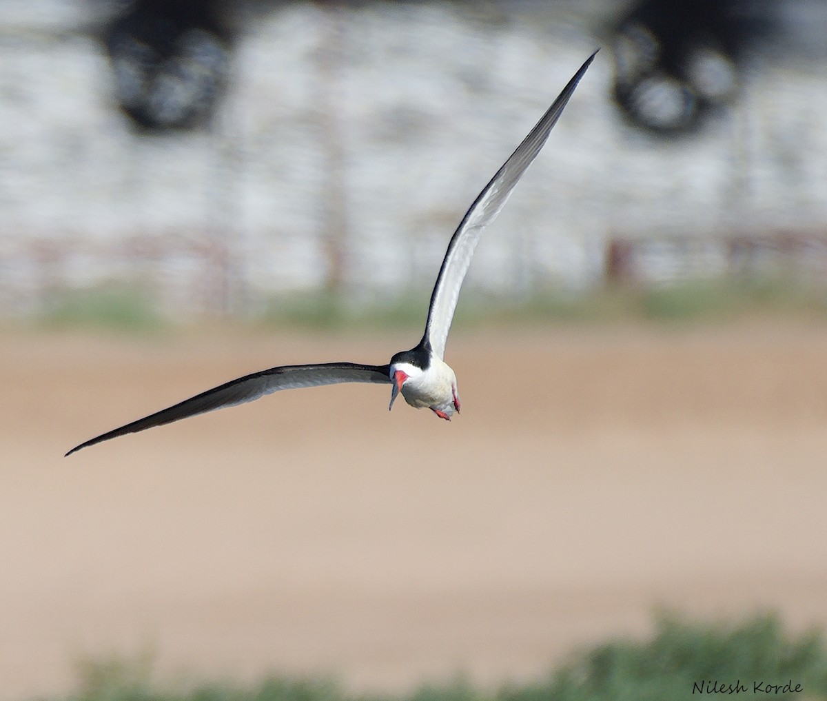 Black Skimmer - ML333867701