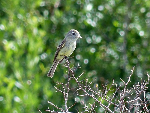 Dusky Flycatcher - ML33386771