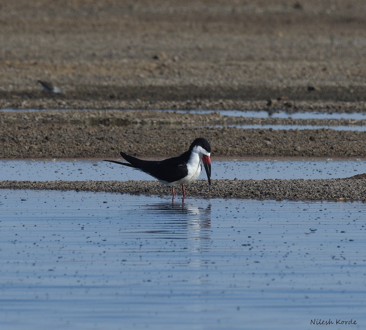 Black Skimmer - ML333867721