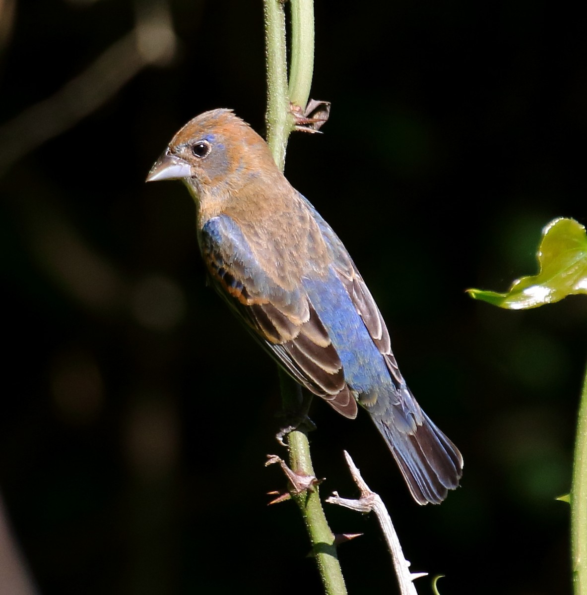 Blue Grosbeak - Nik Teichmann