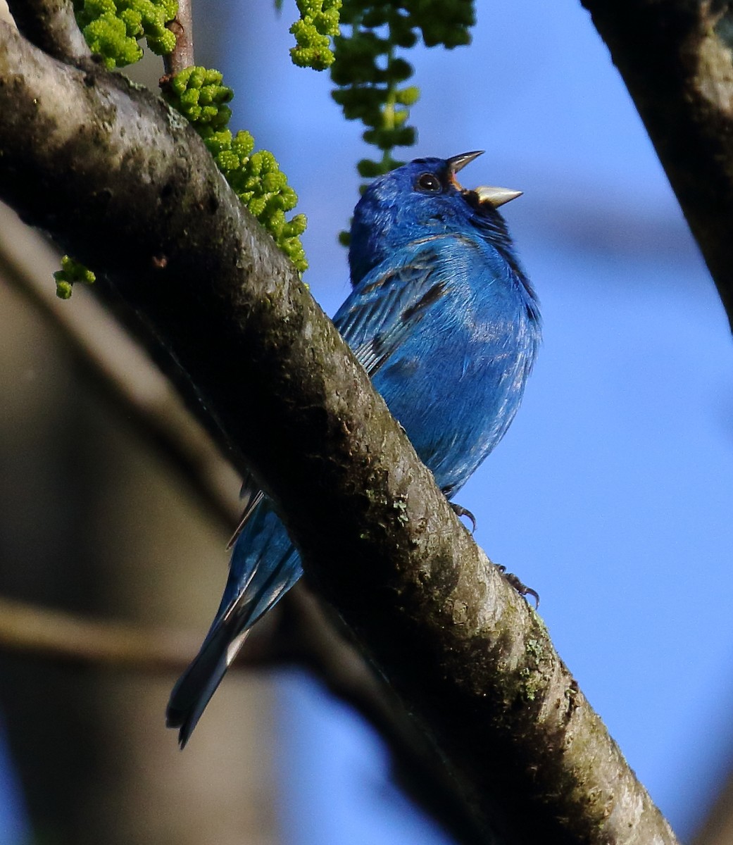 Indigo Bunting - ML333868341