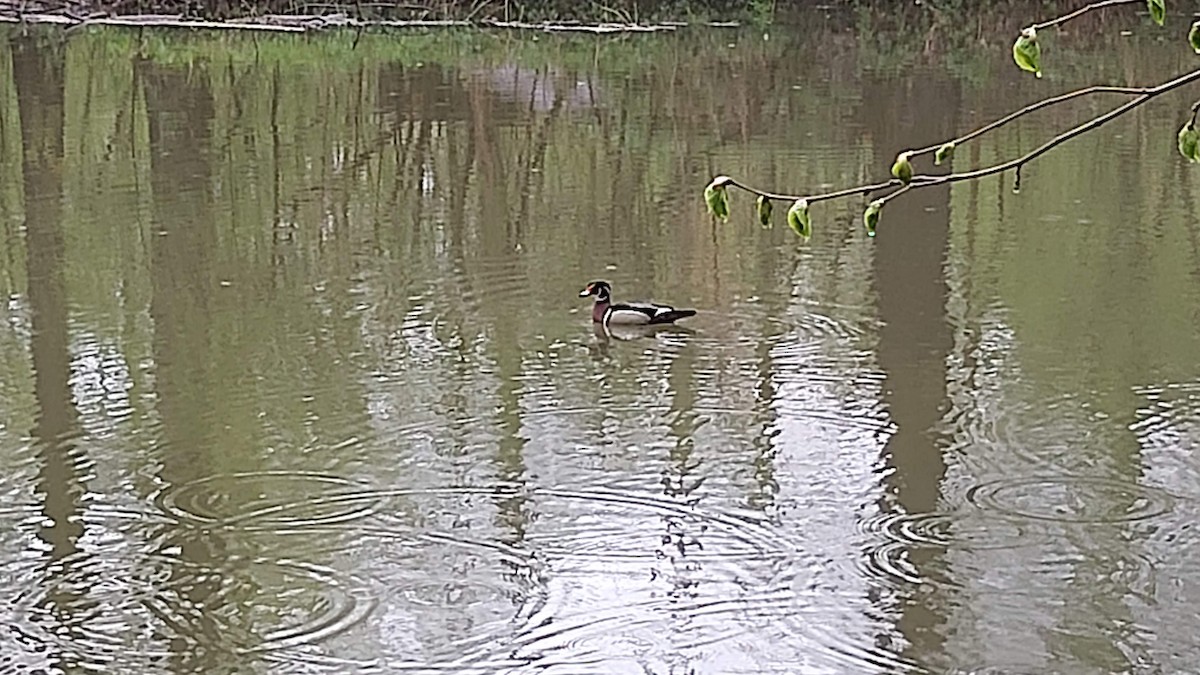 Canard branchu - ML333868461