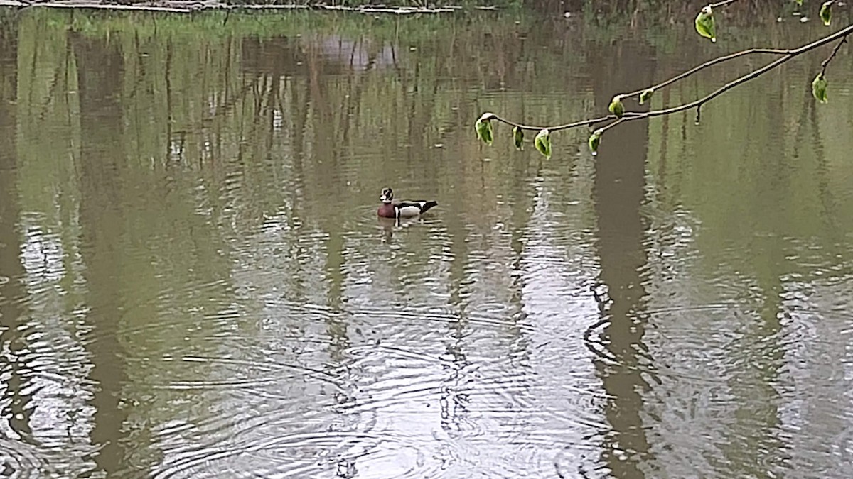 Canard branchu - ML333868471