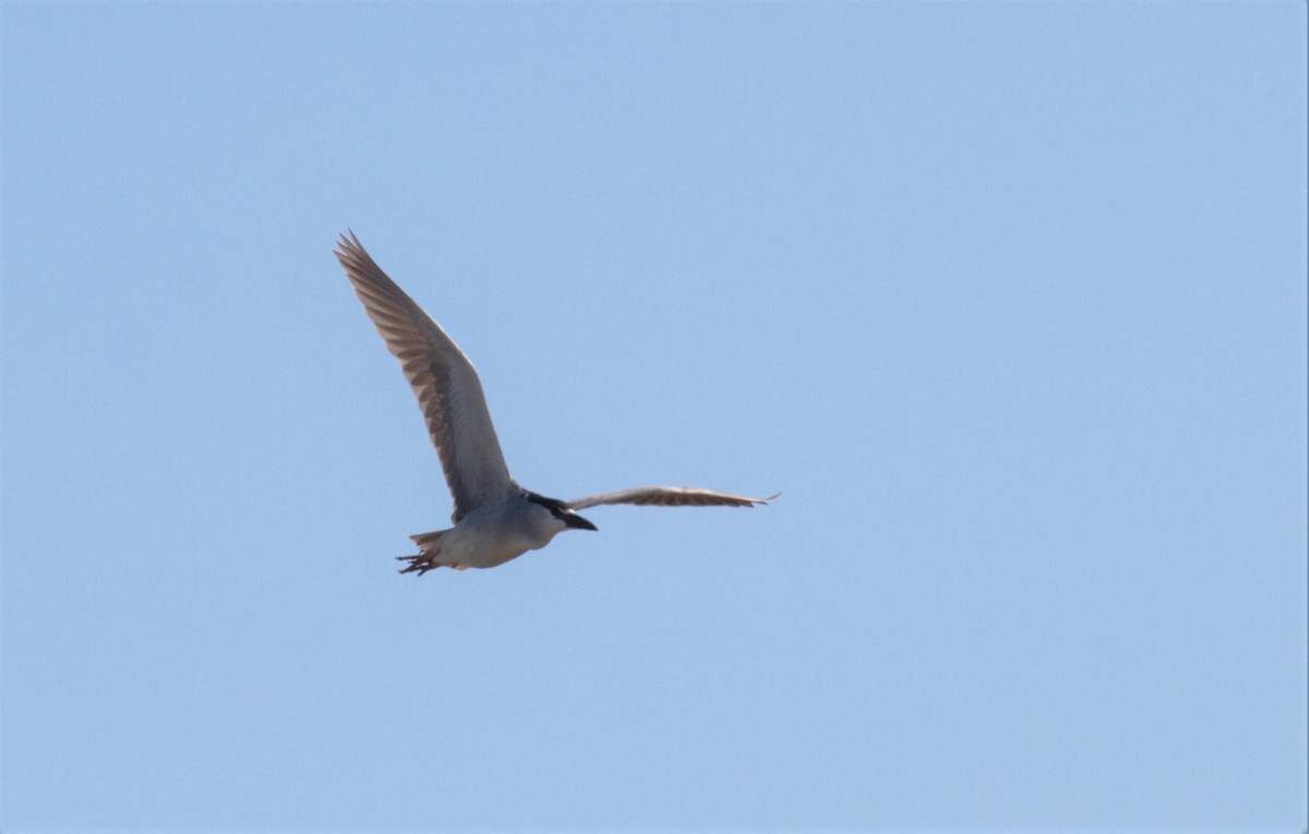 Black-crowned Night Heron - ML333869331