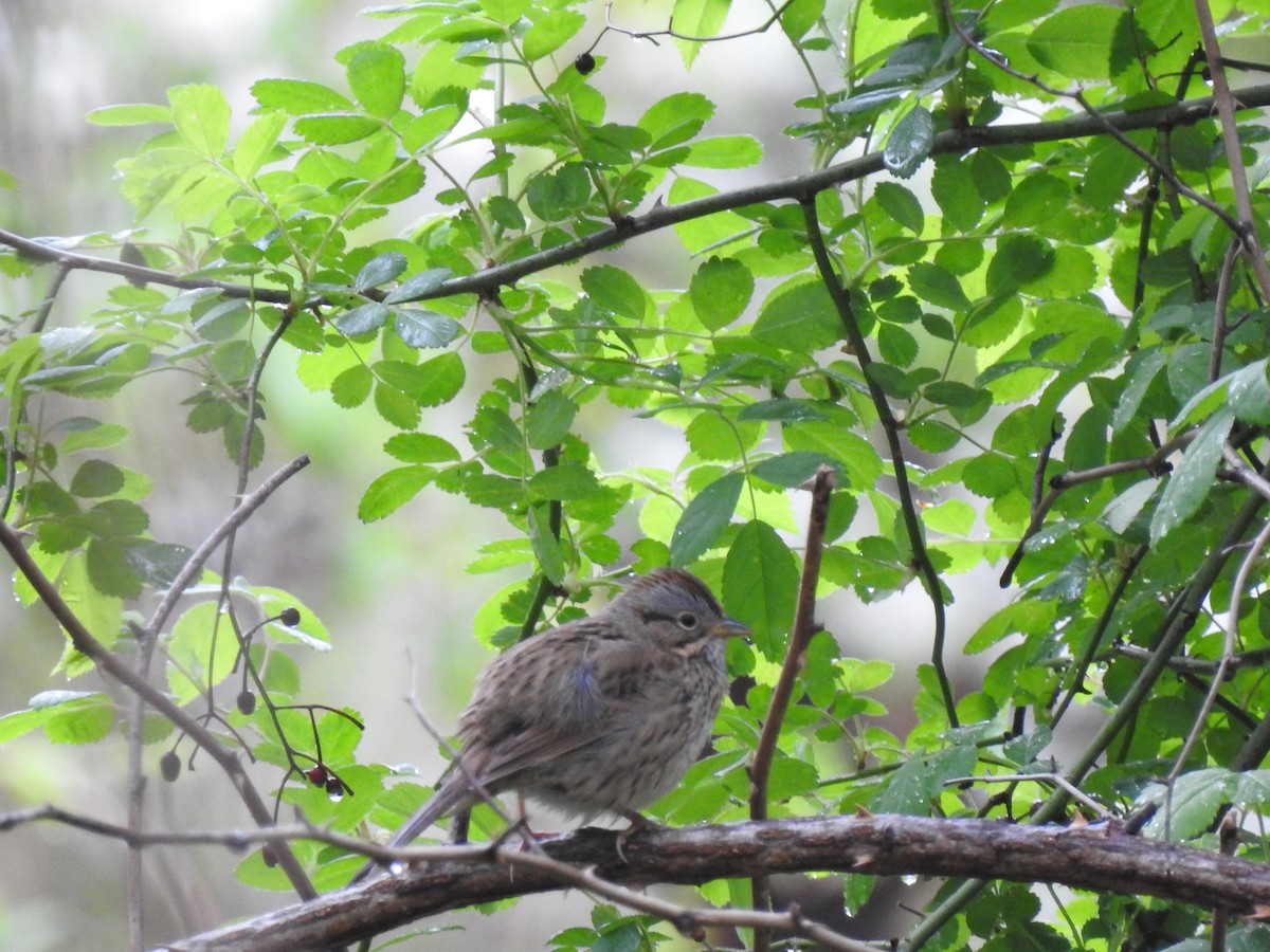 Lincoln's Sparrow - ML333869841