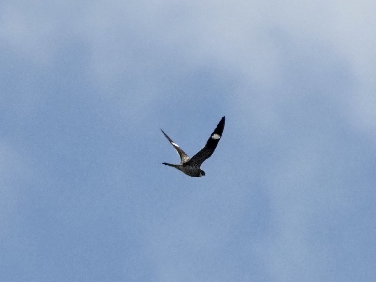 Common Nighthawk - Yve Morrell