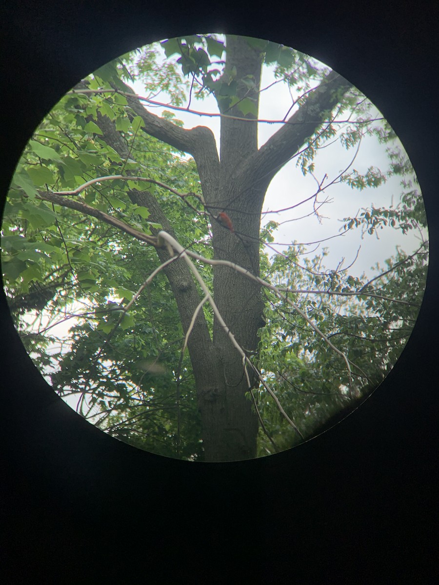 Summer Tanager - ML333872431