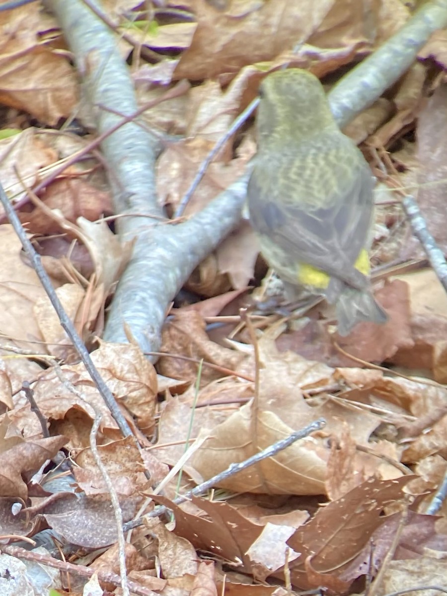 Red Crossbill - ML333873471