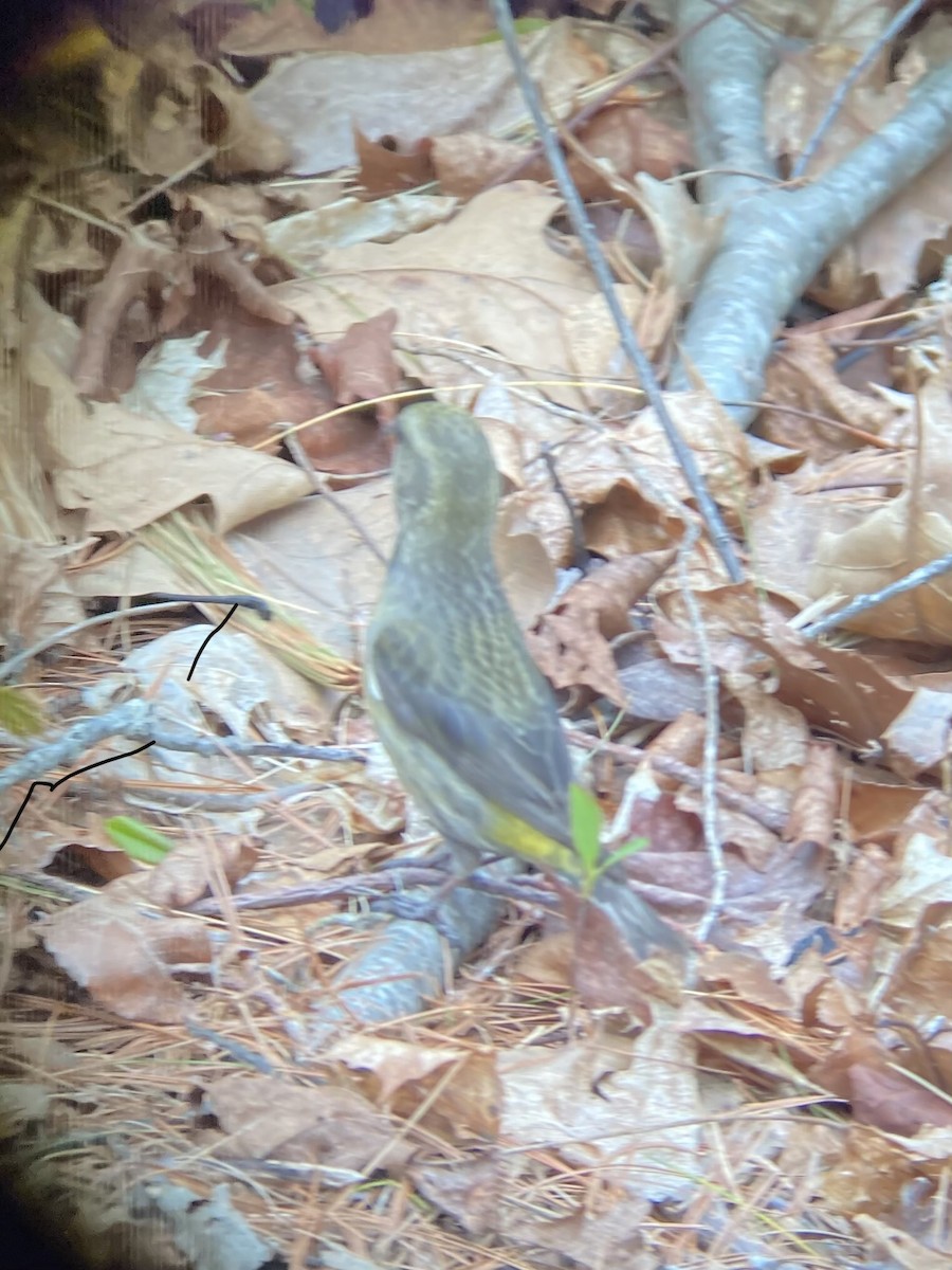 Red Crossbill - ML333873541