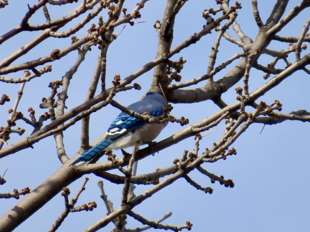 Blue Jay - ML333876841