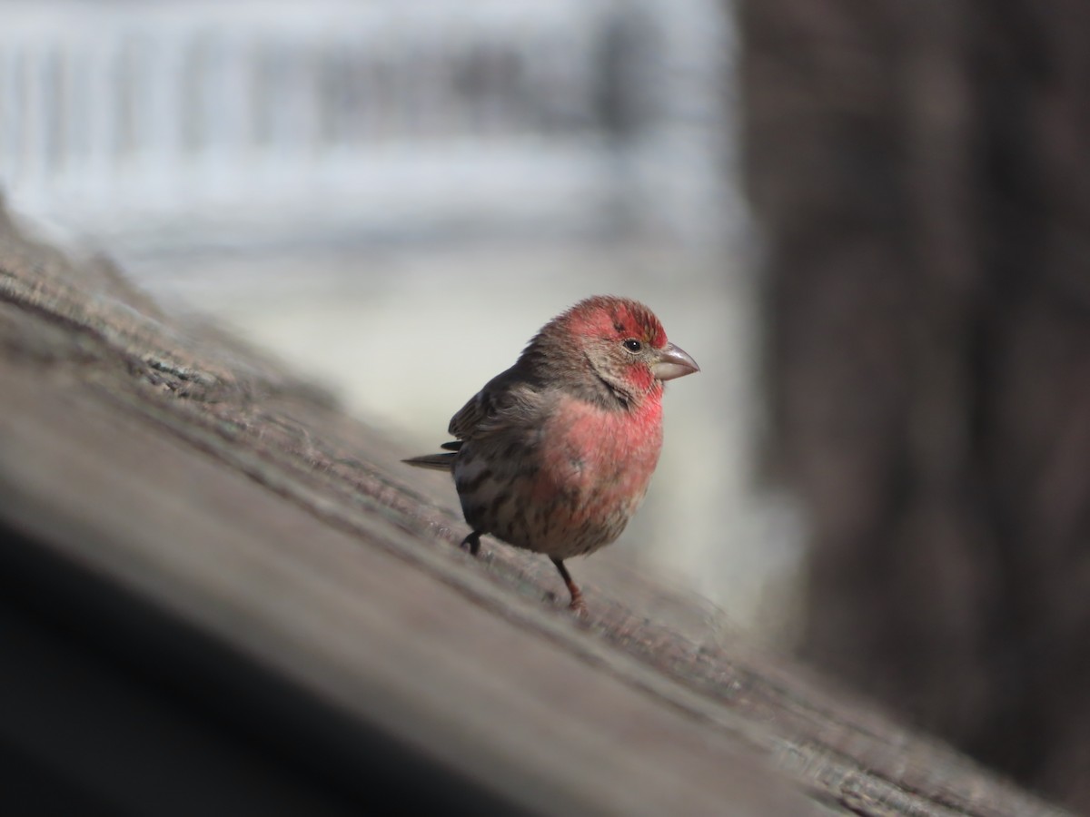 House Finch - ML333877111